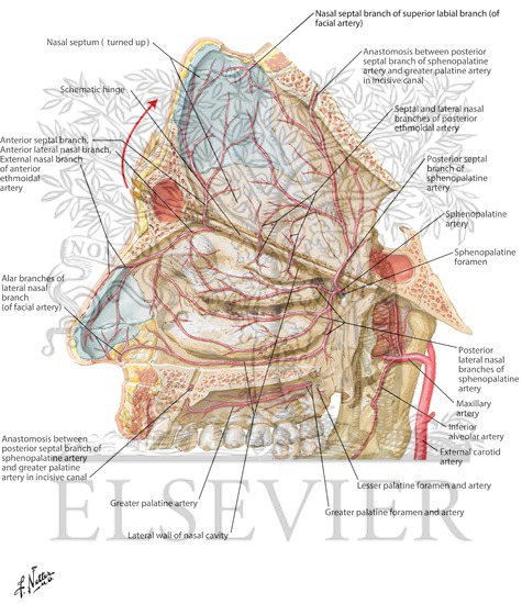 Arteries of Nasal Cavity: Nasal Septum Turned Up