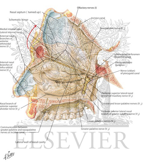 Nerves of Nasal Cavity: Nasal Septum Turned Up