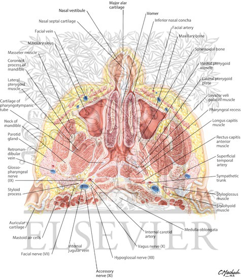 Watermarked preview of labeled image: Nose and Paranasal Sinuses: Cross Section