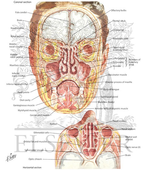 Paranasal Sinuses Nasal Allergy Paranasal Sinuses Nasal Allergy