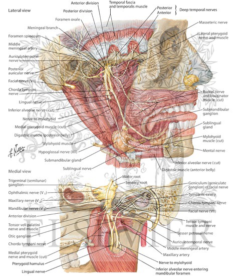 Watermarked preview of labeled image: Mandibular Nerve (V3)
