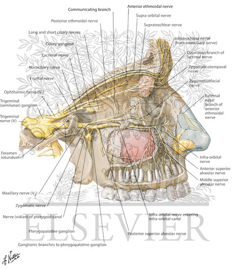 Watermarked preview of labeled image: Opthalmic (V1) and Maxillary (V2) Nerves