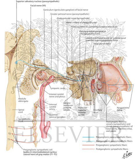 Watermarked preview of labeled image: Autonomic Innervation of Nasal Cavity