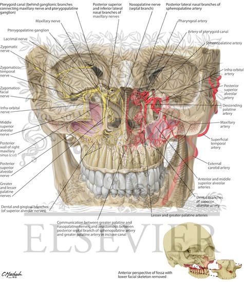 Pterygopalatine Fossa