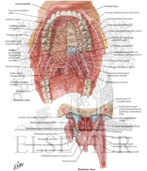 Roof Of Mouth Anatomy - Anatomy Drawing Diagram