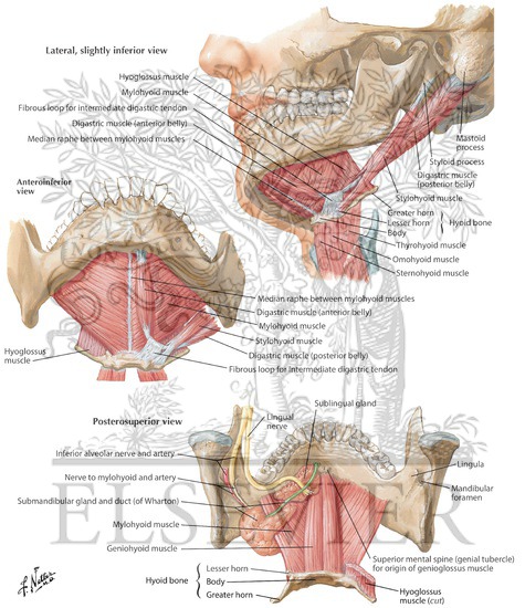 Floor of Mouth