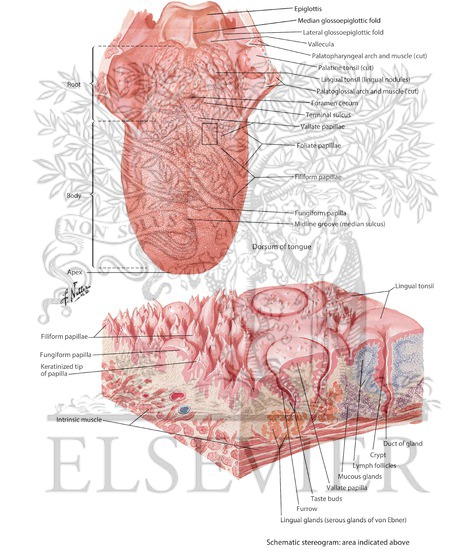 Watermarked preview of labeled image: Dorsum of the Tongue With Schematic Stereogram and Light Micrograph of the Dorsal Surface of the Tongue