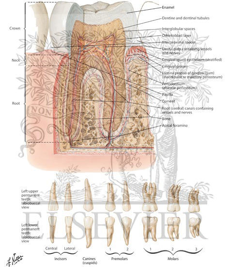 Watermarked preview of labeled image: Teeth