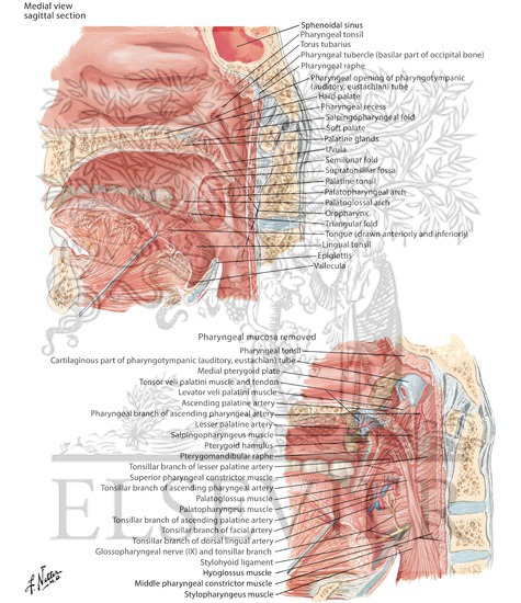 Fauces
Fauces and Tonsils