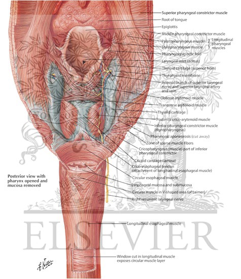 Watermarked preview of labeled image: Musculature of the Esophagus