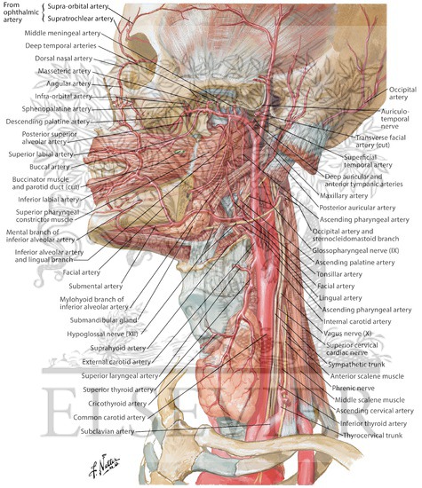 Watermarked preview of labeled image: Arteries of Oral and Pharyngeal Regions
Arterial Supply of the Mouth and Pharynx
Blood Supply of the Mouth and Pharynx
Muscles of Pharynx: Lateral View