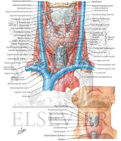 Watermarked preview of labeled image: Thyroid Gland: Anterior View