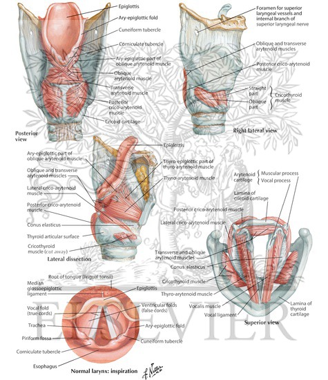 Intrinsic Muscles of Larynx