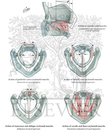 Action of Intrinsic Muscles of Larynx