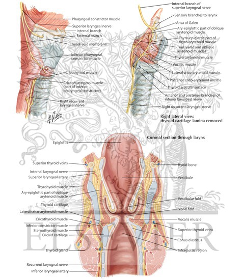 Nerves Of Larynx