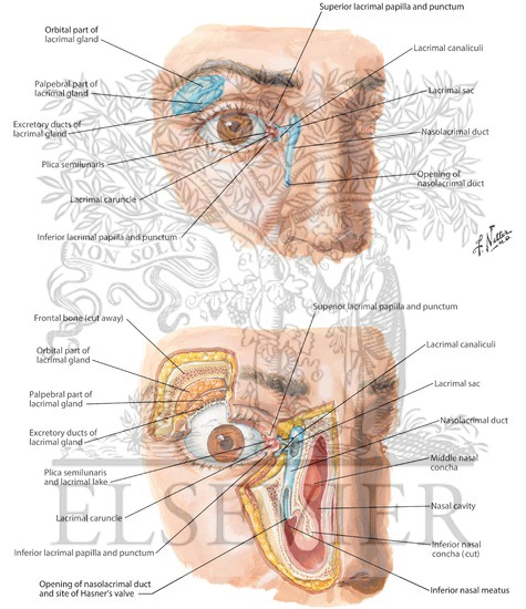 Lacrimal Apparatus