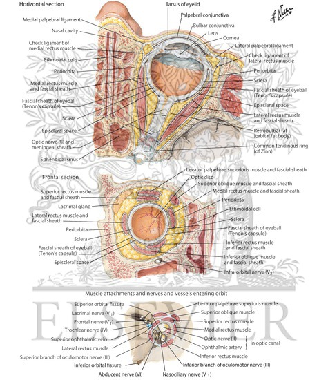 Fascia of Orbit and Eyeball