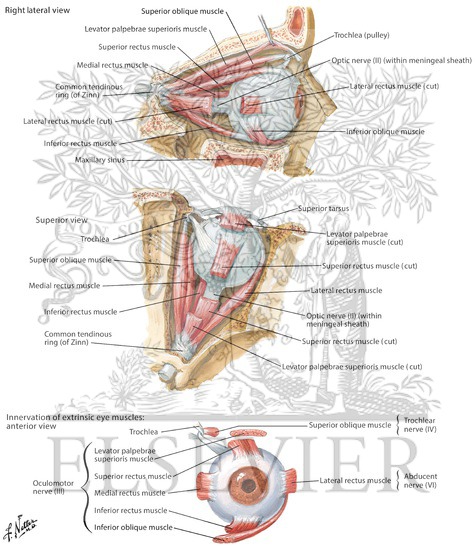 Extrinsic Eye Muscles