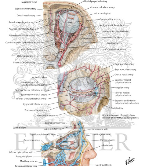 Arteries and Veins of Orbit and Eyelids