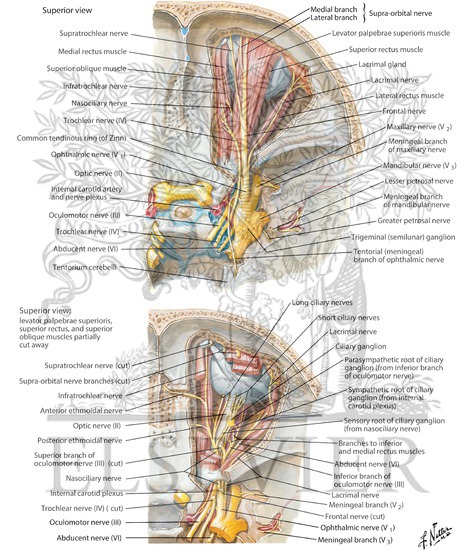 Watermarked preview of labeled image: Nerves of Orbit