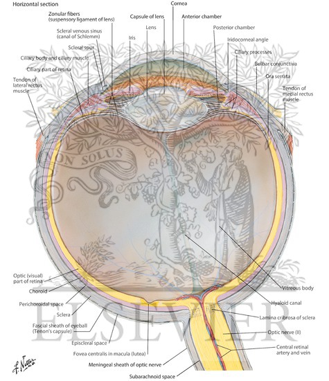 Watermarked preview of labeled image: Anatomy of the Eyeball