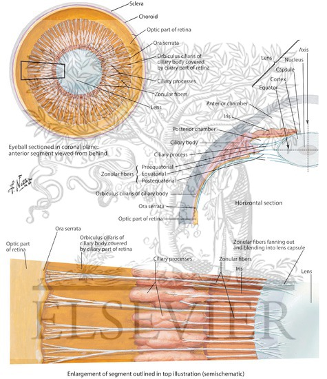 Watermarked preview of labeled image: Lens and Supporting Structures 