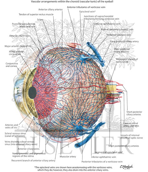Vascular Supply of Eye