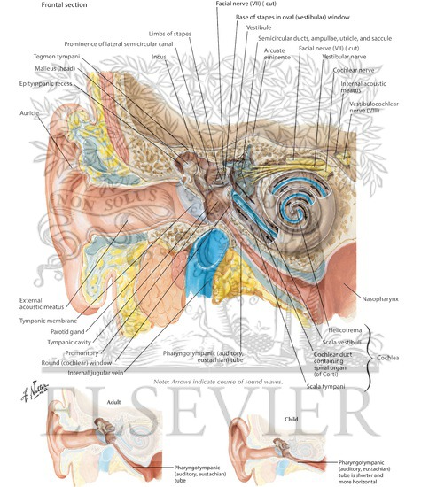 Watermarked preview of labeled image: Pathway of Sound Reception