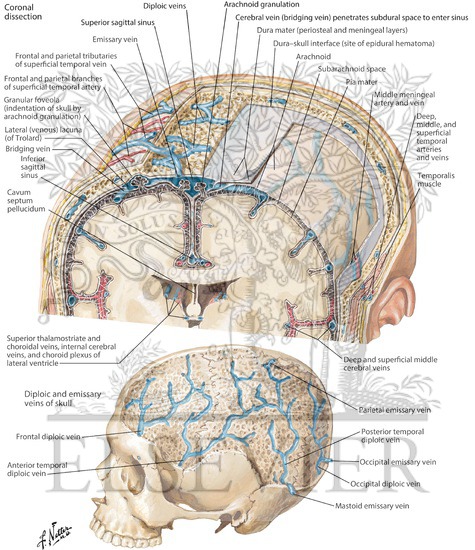 Protective Coverings of the Brain
Meninges and Diploic Veins