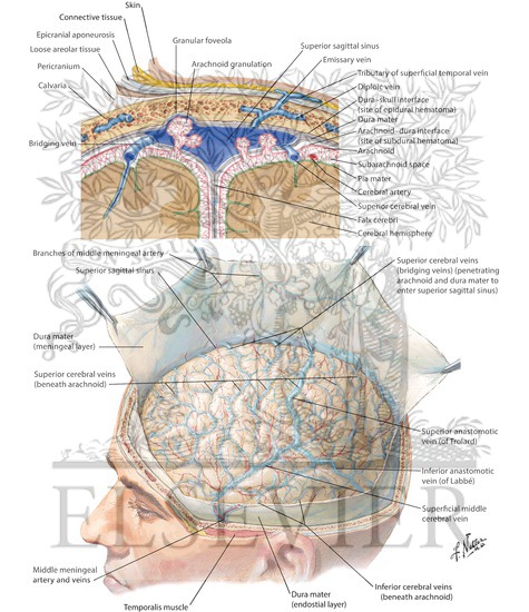 Meninges and Superficial Cerebral Veins