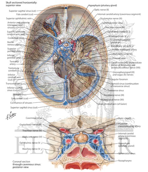 Dural Venous Sinuses