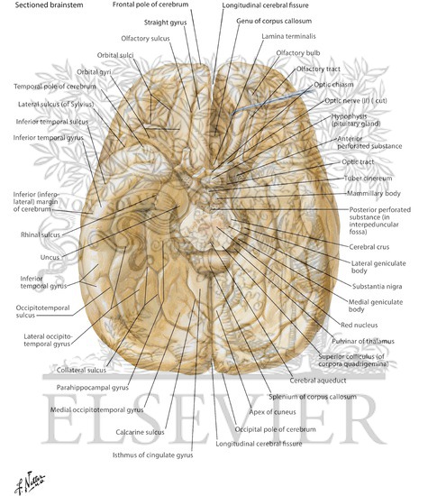 Cerebrum: Inferior View Inferior Surface of Brain