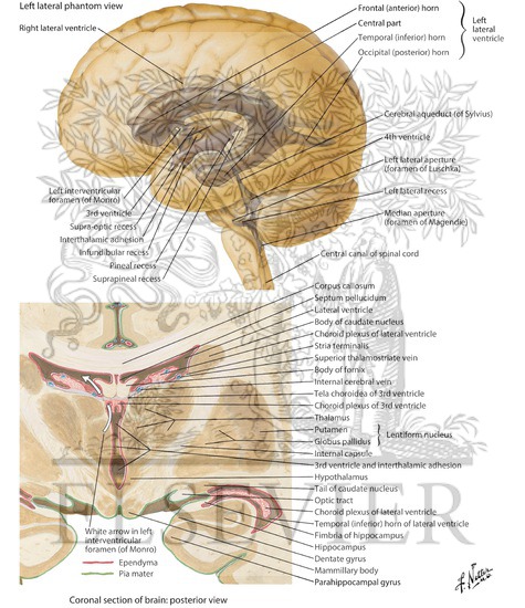Ventricles of Brain