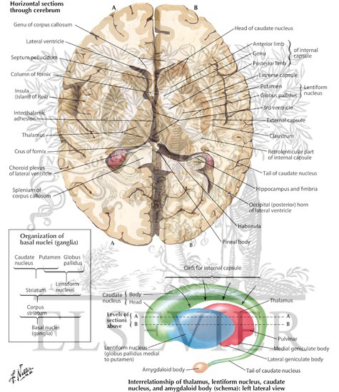 Basal Ganglia
Basal Nuclei (Ganglia)