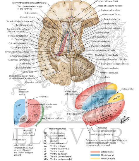 Thalamus