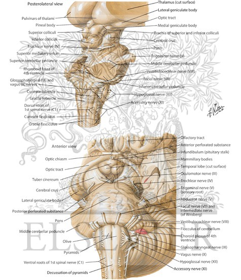 Brainstem