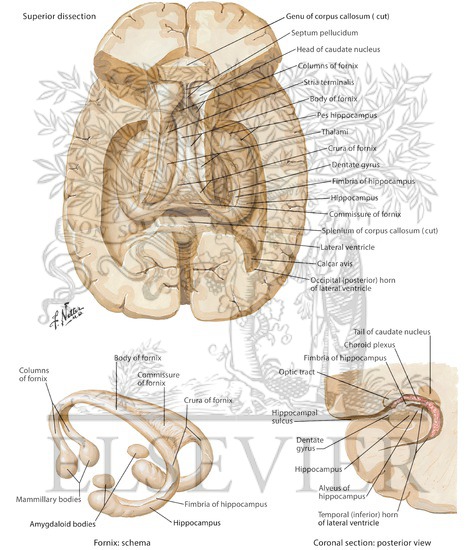 Hippocampus And Fornix