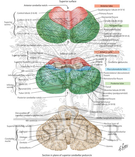 Cerebellum