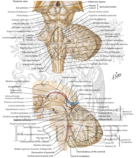 Watermarked preview of labeled image: Fourth Ventricle and Cerebellum