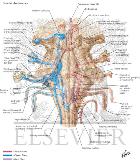 Cranial Nerve Nuclei In Brainstem: Schema