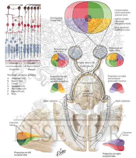 Watermarked preview of labeled image: Optic Nerve (II) (Visual Pathway): Schema
Optic System
Retinogeniculostriate Visual Pathway