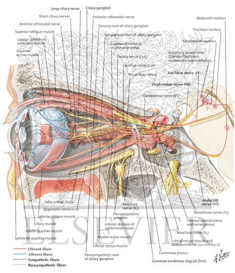 Short posterior ciliary arteries - Wikipedia
