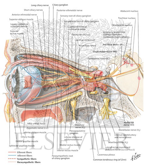 Oculomotor (III), Trochlear (IV) and Abducent (VI) Nerves: Schema