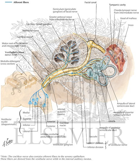 Vestibulocochlear Nerve (VIII)