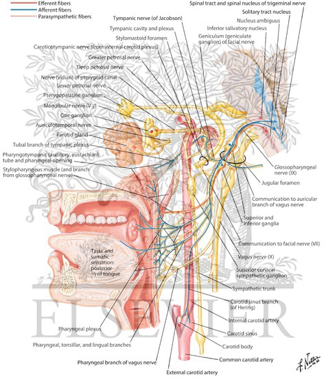 Watermarked preview of labeled image: Glossopharyngeal Nerve (IX) and Otic Ganglion