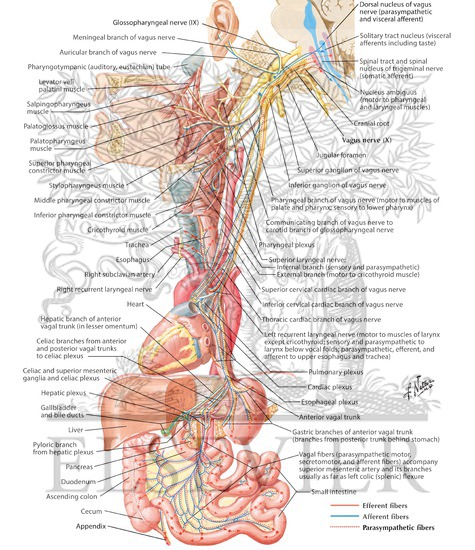 Vagus Nerve (X): Schema