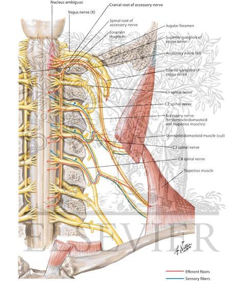 Watermarked preview of labeled image: Accessory Nerve (XI): Schema