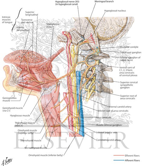Hypoglossal (XII) Nerve
Hypoglossal Nerve (XII)
Hypoglossal Nerve (XII): Schema