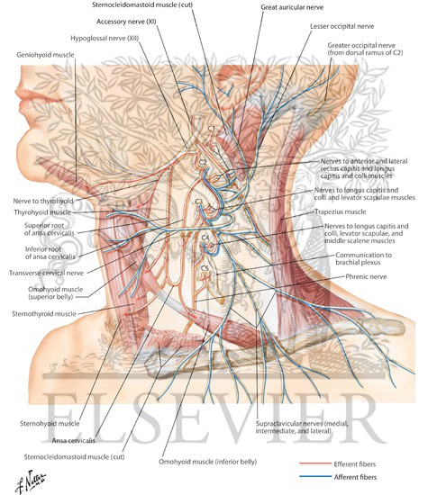 Cervical Plexus