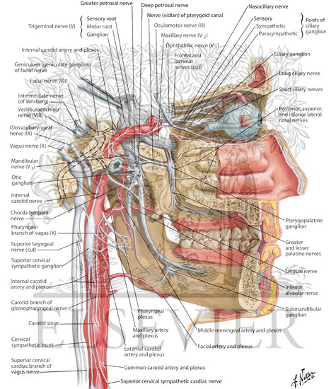 Watermarked preview of labeled image: Autonomic Nerves in Head